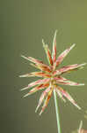 Oneflower flatsedge